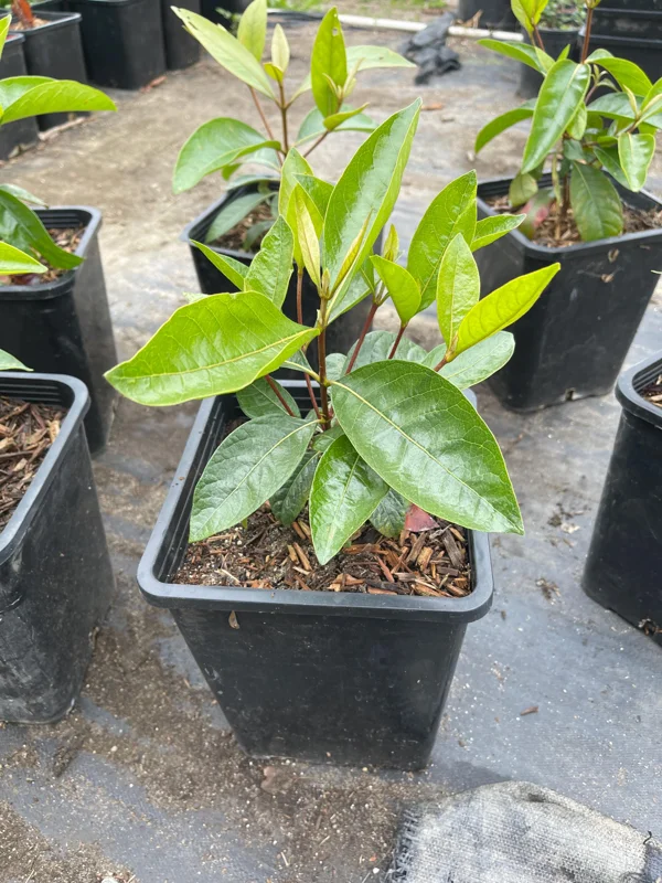Nance Fruit Tree Live Plant, 2 Gallon Pot - Byrsonima Crassifolia - Image 3
