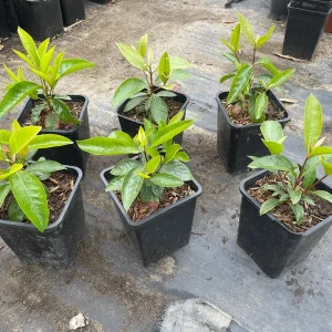 Nance Fruit Tree Live Plant, 2 Gallon Pot - Byrsonima Crassifolia - Image 4