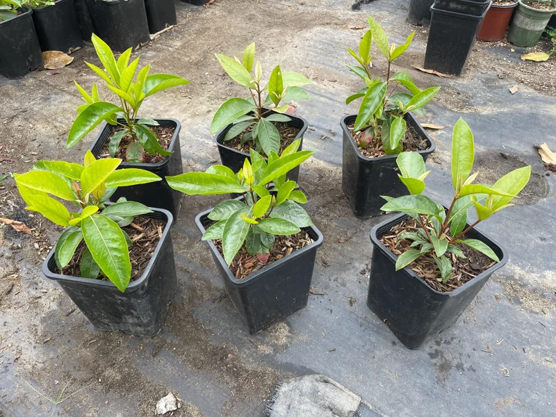 Nance Fruit Tree Live Plant, 2 Gallon Pot - Byrsonima Crassifolia - Image 4