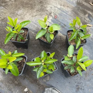 Nance Fruit Tree Live Plant, 2 Gallon Pot - Byrsonima Crassifolia - Image 5