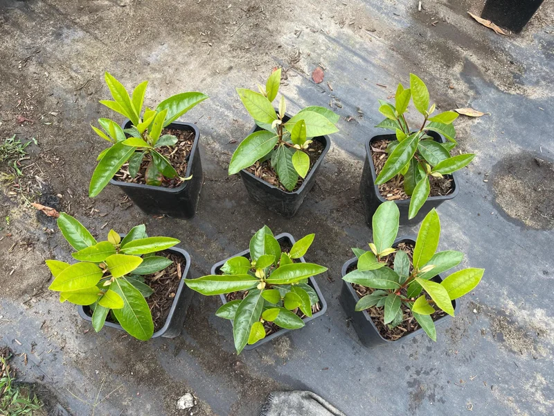 Nance Fruit Tree Live Plant, 2 Gallon Pot - Byrsonima Crassifolia - Image 5