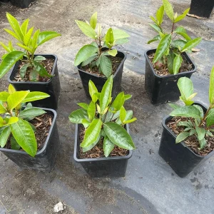 Nance Fruit Tree Live Plant, 2 Gallon Pot - Byrsonima Crassifolia - Image 1