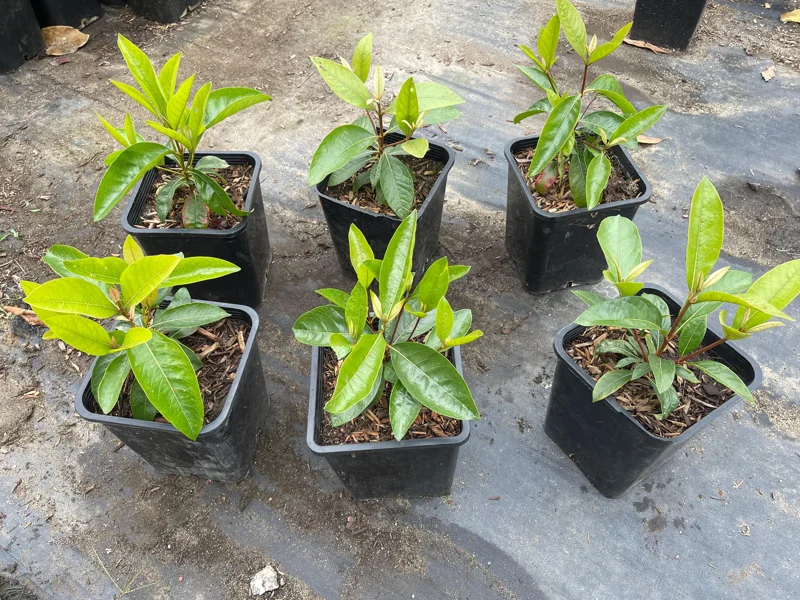 Nance Fruit Tree Live Plant, 2 Gallon Pot - Byrsonima Crassifolia - Image 1