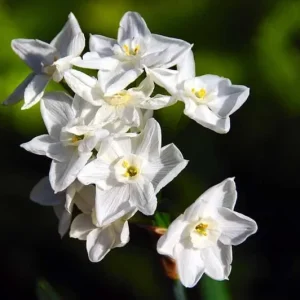 Narcissus Ziva Paperwhite Daffodil Bulbs - 10 Fragrant Flower Bulbs - Image 2