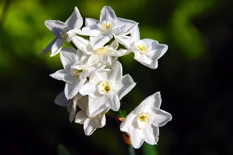 Narcissus Ziva Paperwhite Daffodil Bulbs - 10 Fragrant Flower Bulbs - Image 2