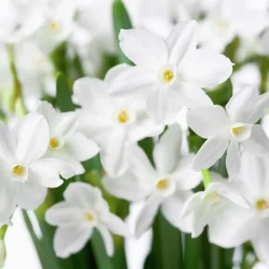 Narcissus Ziva Paperwhite Daffodil Bulbs - 10 Fragrant Flower Bulbs - Image 1
