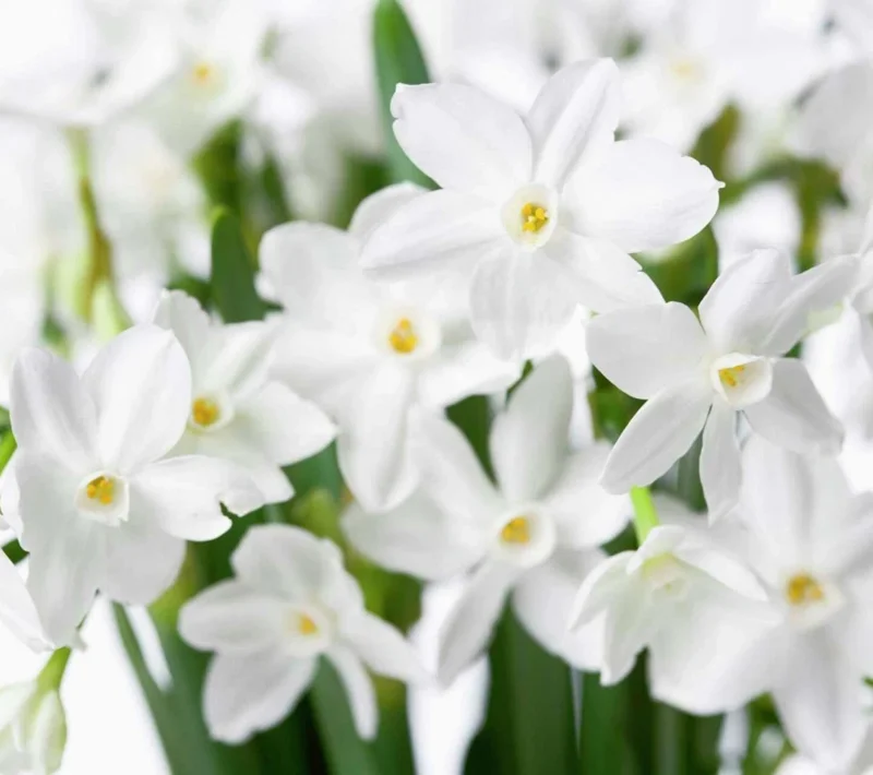 Narcissus Ziva Paperwhite Daffodil Bulbs - 10 Fragrant Flower Bulbs - Image 1