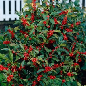 Nellie R. Stevens Rose Live Plant - Set of 3 Seedlings, 6-12in Tall, 2.5in Pot, Outdoor Shrub - Image 3