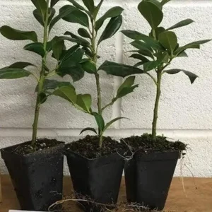 Nellie R. Stevens Rose Live Plant - Set of 3 Seedlings, 6-12in Tall, 2.5in Pot, Outdoor Shrub - Image 6
