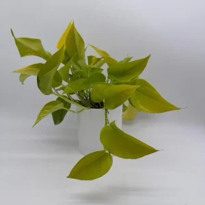 Neon Pothos Live House Plant – Vibrant Lime-Green Foliage, 4" Pot, Indoor - Image 2