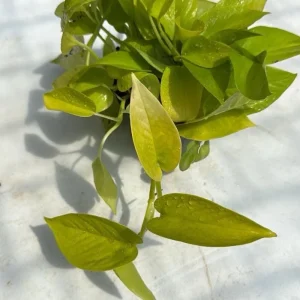 Neon Pothos Live House Plant – Vibrant Lime-Green Foliage, 4