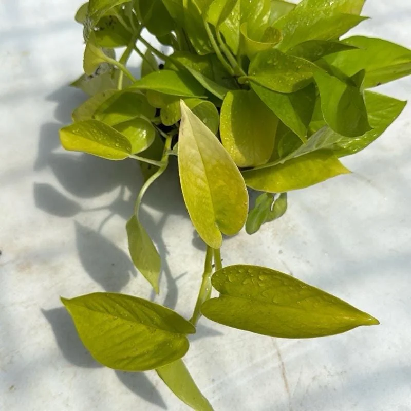 Neon Pothos Live House Plant – Vibrant Lime-Green Foliage, 4" Pot, Indoor - Image 3