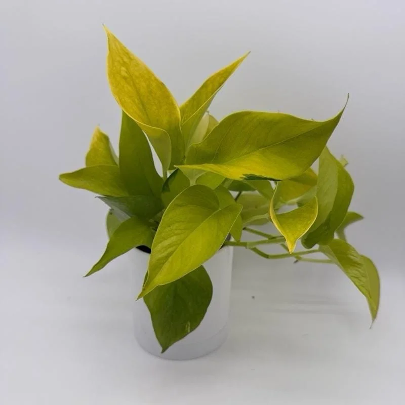 Neon Pothos Live House Plant – Vibrant Lime-Green Foliage, 4" Pot, Indoor - Image 4