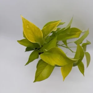 Neon Pothos Live House Plant – Vibrant Lime-Green Foliage, 4" Pot, Indoor - Image 1