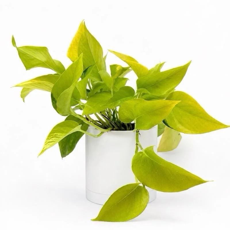 Neon Pothos Live House Plant – Vibrant Lime-Green Foliage, 4" Pot, Indoor - Image 5