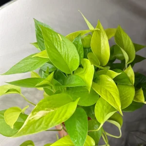 Neon Pothos Live House Plant – Vibrant Lime-Green Foliage, 4