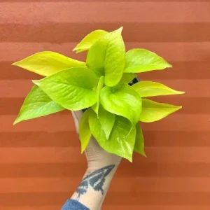 Neon Pothos Live Plant – 4 inch Pot – Indoor Devil's Ivy Houseplant - Image 2