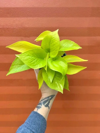 Neon Pothos Live Plant – 4 inch Pot – Indoor Devil's Ivy Houseplant - Image 2