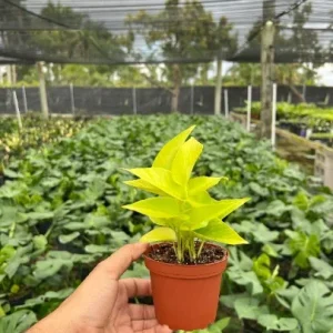 Neon Pothos Live Plant – 4 inch Pot – Indoor Devil's Ivy Houseplant - Image 3