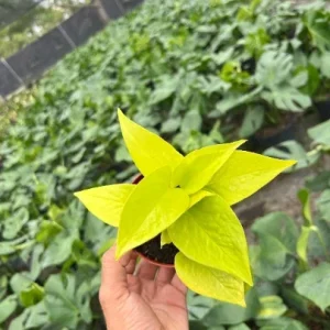 Neon Pothos Live Plant – 4 inch Pot – Indoor Devil's Ivy Houseplant - Image 4