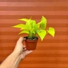 Neon Pothos Live Plant – 4 inch Pot – Indoor Devil's Ivy Houseplant - Image 1