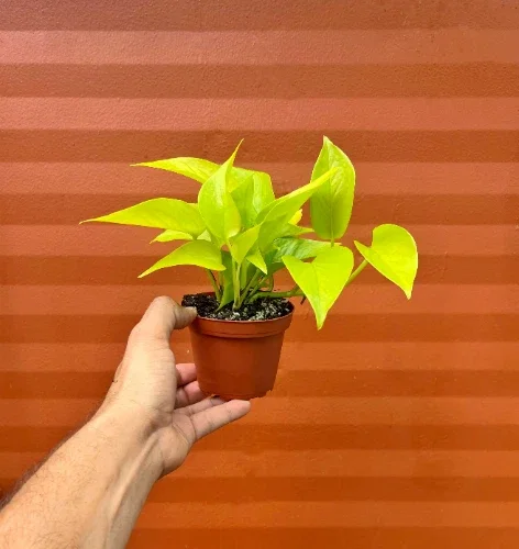 Neon Pothos Live Plant – 4 inch Pot – Indoor Devil's Ivy Houseplant - Image 1
