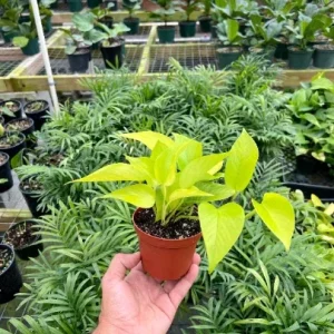 Neon Pothos Live Plant – 4 inch Pot – Indoor Devil's Ivy Houseplant - Image 7