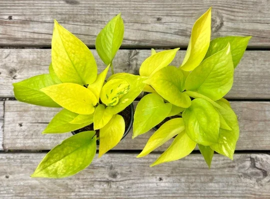 Neon Pothos Live Plant – 4 inch Pot – Indoor Devil's Ivy Houseplant - Image 8