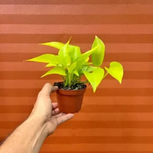 Neon Pothos Live Plant – 4 inch Pot – Indoor Devil's Ivy Houseplant - Image 9