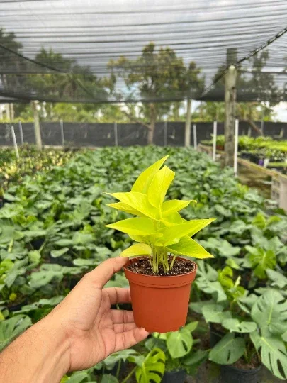 Neon Pothos Live Plant – 4" Pot Devil's Ivy Indoor Vine – Easy Care Air Purifying - Image 3