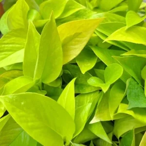 Neon Pothos Live Plant – 4