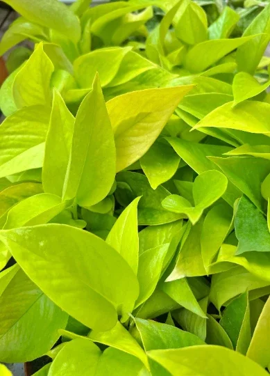 Neon Pothos Live Plant – 4" Pot Devil's Ivy Indoor Vine – Easy Care Air Purifying - Image 4