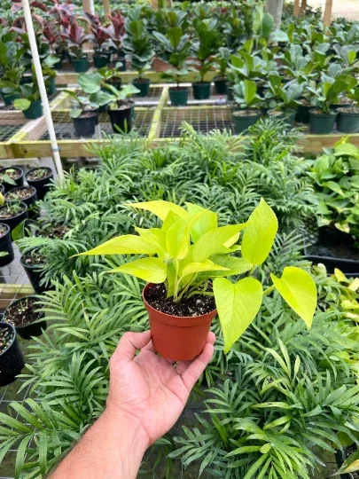 Neon Pothos Live Plant – 4" Pot Devil's Ivy Indoor Vine – Easy Care Air Purifying - Image 5