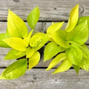 Neon Pothos Live Plant – 4