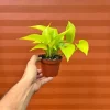 Neon Pothos Live Plant – 4" Pot Devil's Ivy Indoor Vine – Easy Care Air Purifying - Image 1