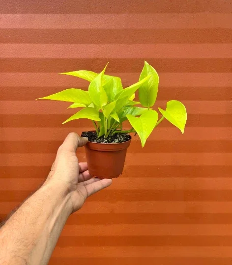 Neon Pothos Live Plant – 4" Pot Devil's Ivy Indoor Vine – Easy Care Air Purifying - Image 1