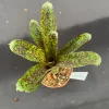 Neoregelia Mo Peppa Please Live Plant – Small Bromeliad – Rooted – 3 inch Pot – Indoor/Outdoor - Image 1