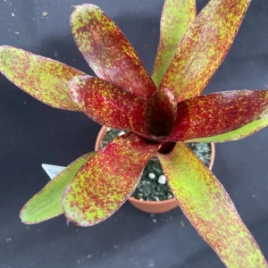 Neoregelia Red Waif Dwarf Bromeliad Live Plant – Rooted in 3" Pot – Indoor/Outdoor - Image 1