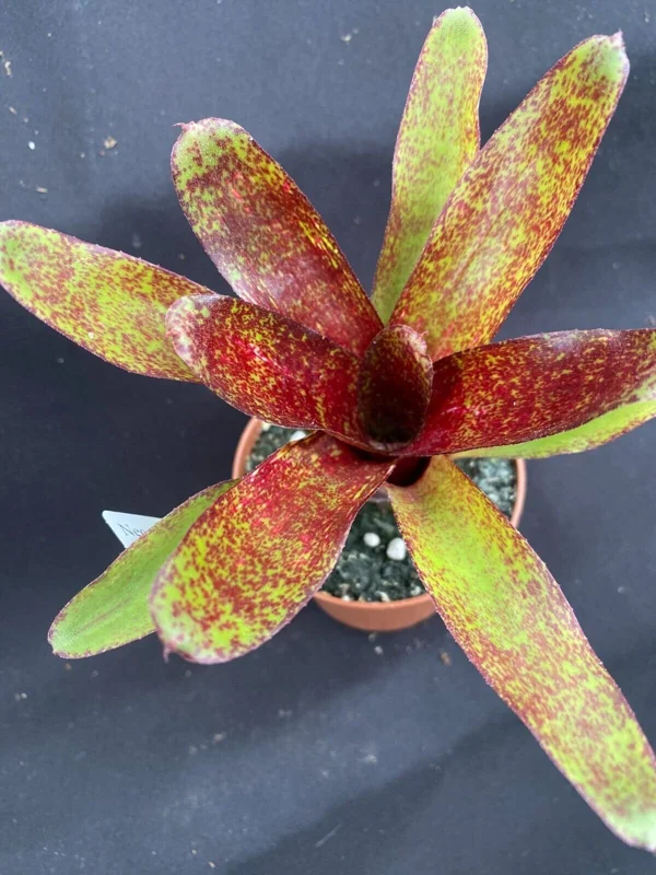 Neoregelia Red Waif Dwarf Bromeliad Live Plant – Rooted in 3" Pot – Indoor/Outdoor - Image 1