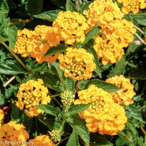 New Gold Lantana Live Plant, 1 Gallon Pot, Outdoor Flowers - Image 1