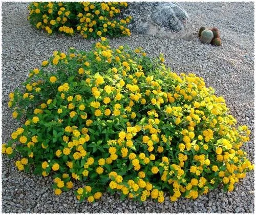 New Gold Lantana Live Plant – 4 inch Pot – Vibrant Yellow Flowers - Image 2