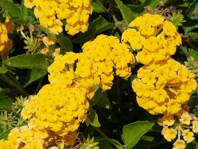 New Gold Lantana Live Plant – 4 inch Pot – Vibrant Yellow Flowers - Image 3