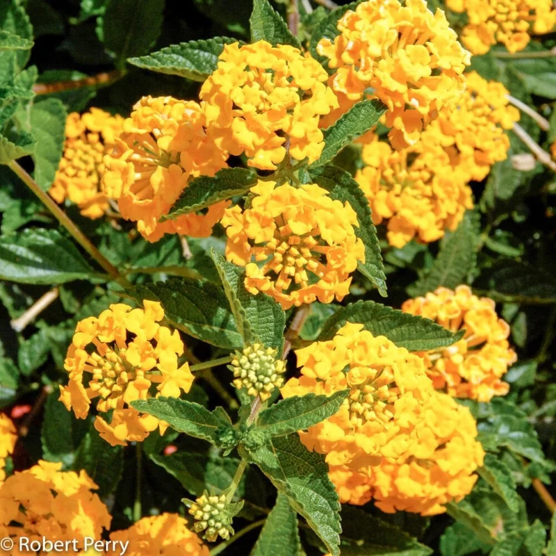 New Gold Lantana Live Plant – 4 inch Pot – Vibrant Yellow Flowers - Image 1