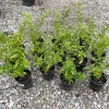 Night Blooming Jasmine Live Plant – 1 Gallon Cestrum nocturnum - Image 1