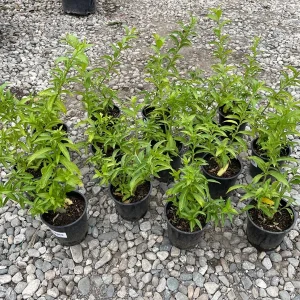 Night Blooming Jasmine Live Plant – 1 Gallon Cestrum nocturnum - Image 1