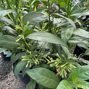 Night Blooming Jasmine Live Plant – 1 Gallon Cestrum nocturnum - Image 2