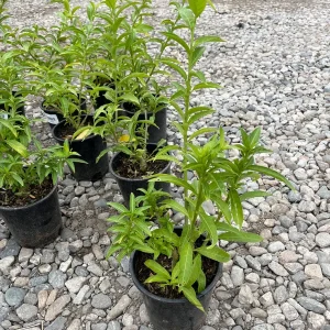 Night Blooming Jasmine Live Plant – 1 Gallon Cestrum nocturnum - Image 3