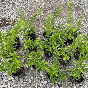 Night Blooming Jasmine Live Plant – 1 Gallon Cestrum nocturnum - Image 4