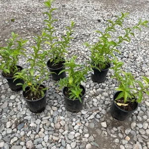 Night Blooming Jasmine Live Plant – 1 Gallon Cestrum nocturnum - Image 5