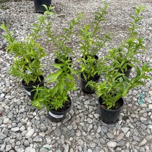 Night Blooming Jasmine Live Plant – 1 Gallon Cestrum nocturnum - Image 6